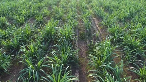 Top view of sugar cane field Video stock 148653809