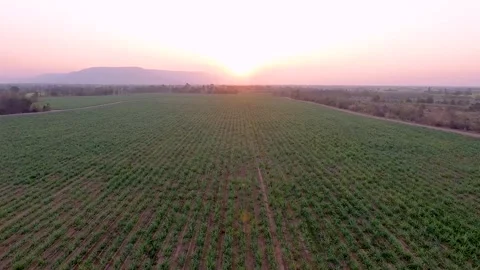 Top view of sugar cane field Video stock 148654135