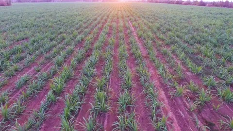 Top view of sugar cane field Video stock 148654349