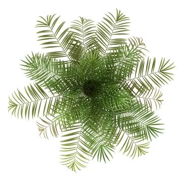 Top view of sugar palm tree isolated on white background Illustrazione stock