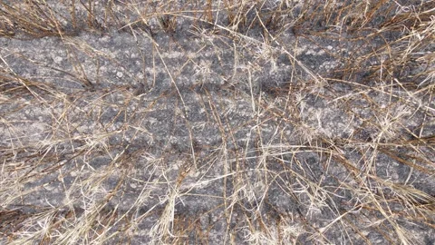 Top view sugarcane tree after being burnt Stock Footage 264724786