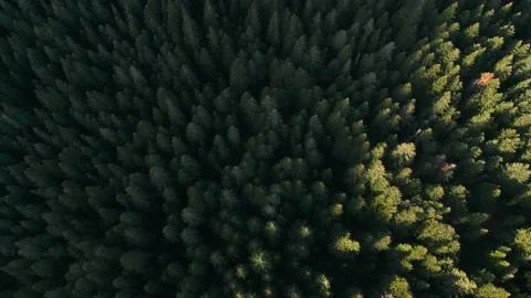 Top view summer forest in mountains Stock Footage 232273639