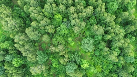 Top view of summer green trees in forest Stock Footage 292243905