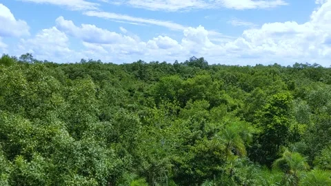 Top view of a Sundarban mangrove forest and sunny cloudy sky. Video stock 221114697