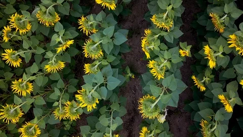 Top view of sunflowers field 库存影片 127828872
