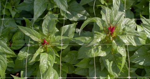 Top view sunlight shining on Celosia flowers.Red Celosia flowers. Stock Footage 302111834