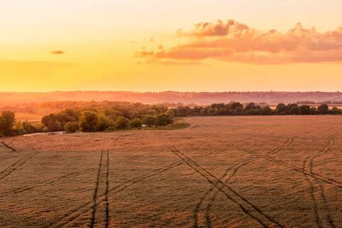 Top view of a sunset or sunrise in an agricultural field with ears of young.. Stock Photos