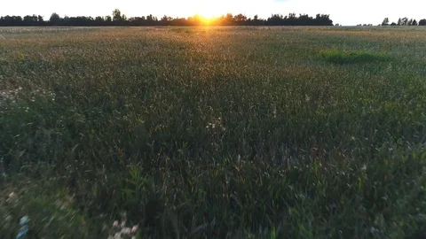 Top view on sunset over the field Stock Footage 81228957