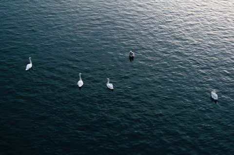Top view on surface of water ( river, pond, lake ) with floating small swans Stock Photos