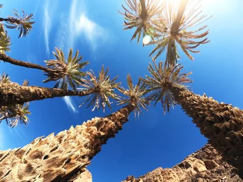 Top view on Surrounding Dates palm trees in sunshine Stock Photos