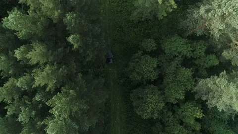 Top view of an SUV driving on road in forest. Drone flies over pine forest Stock Footage 189758769