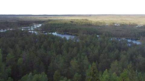 Top view of a swamp and pine forest, Estonia Stock Footage