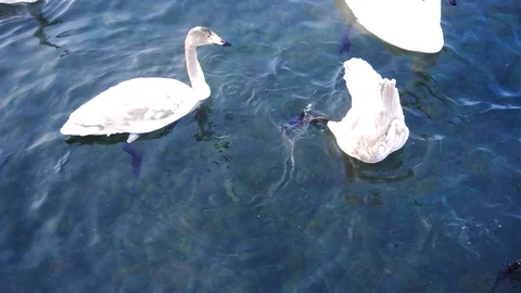 Top view to swan in lake Stock Footage 89533763