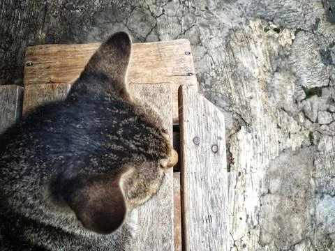 Top View of Tabby Cat Sitting on Rustic Wooden Bench Outdoors Stock Photos
