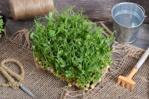 Top view of a table with pea seedlings and garden equipment. Stock Photos