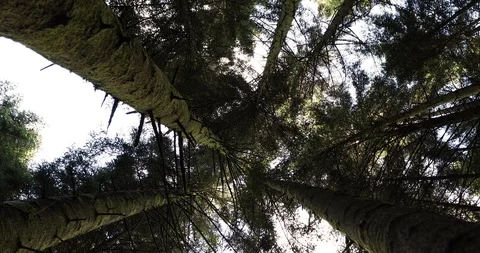 Top view of tall conifer trees Stock Footage 95554798