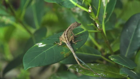 Top view of a tan young lizard with a cool diamond pattern Stock Footage 244493434