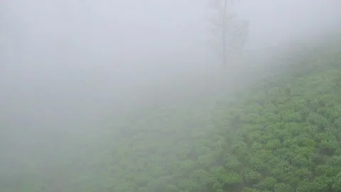 Top view of a tea plantation covered in white fog Video stock 291622747