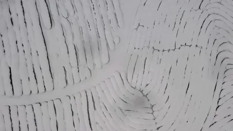 Top view on tea plantations in snow covered around. Aerial view. Top down Vidéo 149683487