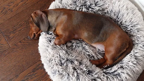 Top view of teckel puppy sleeping Видео 332012630