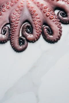 Top view tentacles big fresh Stock Photos
