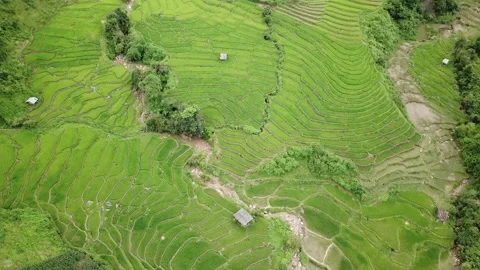 Top view Terraced rice field at Mae Cham Chiangmai Northern Thailand Stock Footage 142117002
