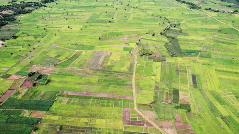 Top view Terraced rice field at Northern Thailand Stock Footage 163569904