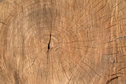 Top view texture of a cut tree log Stock Photos