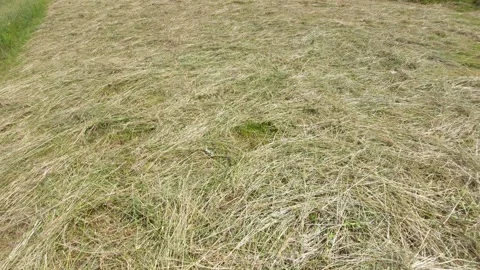 Top view texture of freshly cut green grass drying into hay in the field Stock Footage 338283229