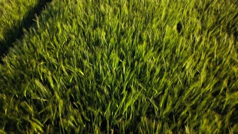 Top view texture of young barley crop fields in late spring. Southern Germany Stock Footage 336549237