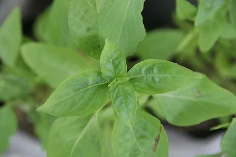 Top view of Thai basil. Stock Photos