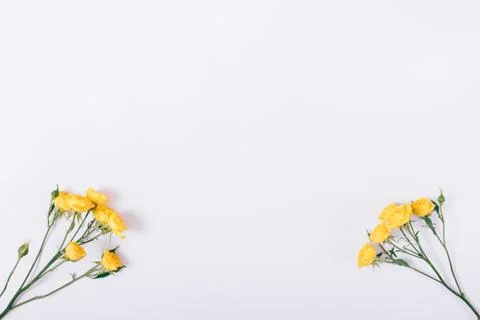 Top view of thin branches of yellow roses Stock Photos