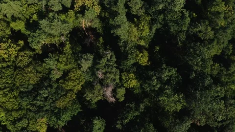 Top view of threatened deforestation Stock Footage 122749692