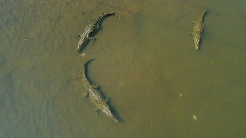 Top view of three American crocodiles in murky Tarcoles River water in Costa Stock-Footage 342314563