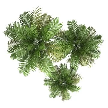Top view of three areca palm trees isolated on white background Stock Illustration