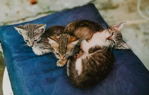 Top view of three gray kittens Stock Photos
