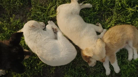 Top view of three little sleeping puppies lying on a beautiful green grass Stock Footage 254651204