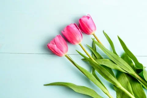Top view of three small vivid pink tulip flowers and green leaves on a table Stock Photos