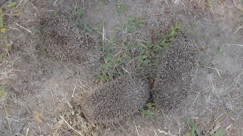 Top view of three tiny hedgehogs on a sunny meadow 库存影片 92181641