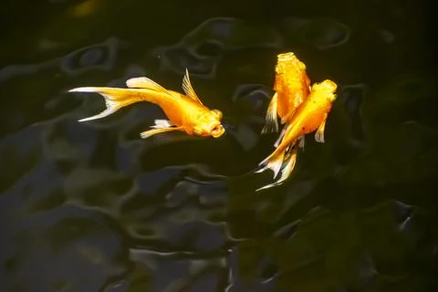 Top view of three vibrant orange goldfish swimming in a dark pond. 写真素材