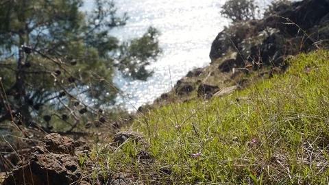 Top view through the grass onto the sea Stock Footage 108033106