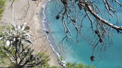 Top view through the pine bare branches from the hill to sandy wild beach Stock Footage 108032654