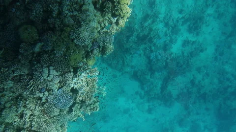 Top view through the transparent bottom of the boat to the underwater Stock Footage 130212580