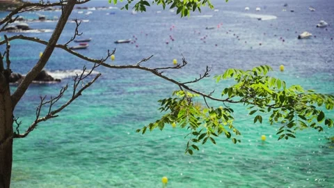 Top view through the trees of a beautiful transparent sea. Boat parking in the Video stock 133326944