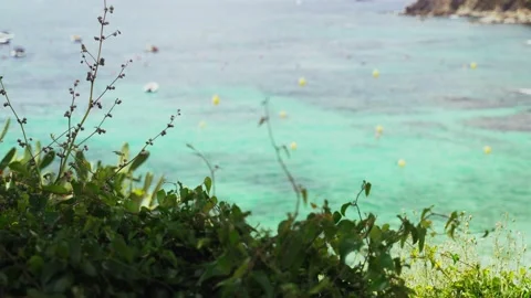 Top view through the trees of a beautiful transparent sea. Boat parking in the Stock Footage 133562841