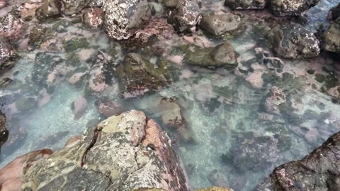 Top view of tidal pool on the beach with clear water Stock Footage 319875653