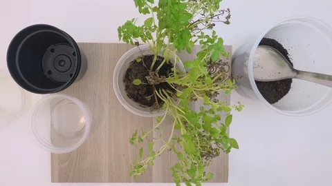 Top view, time lapse. Hands of old woman planting basil. Stock Footage 127415470