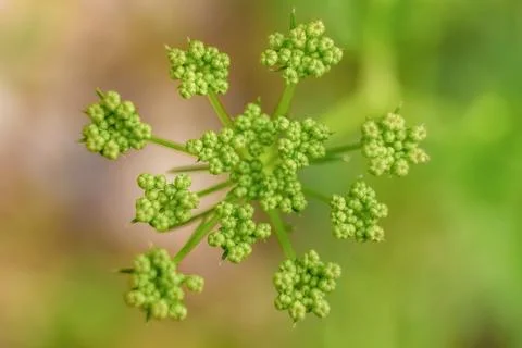 Top view of the tiny green buds of a  wild plant; macrophotography captured i Stock-Fotos
