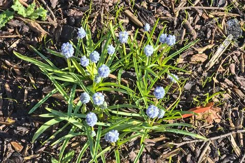 Top view of tiny light blue muscari (Grape hyacinth) flowers on mulched ground Stock Photos