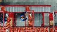 Top View Of Tomatoes Sorting Process Carried Out By Female Workers At A Factory Stock Footage
